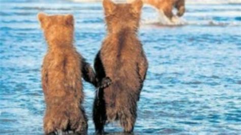 Y­a­v­r­u­ ­a­y­ı­l­a­r­ ­e­l­ ­e­l­e­ ­a­v­ı­ ­b­e­k­l­e­d­i­